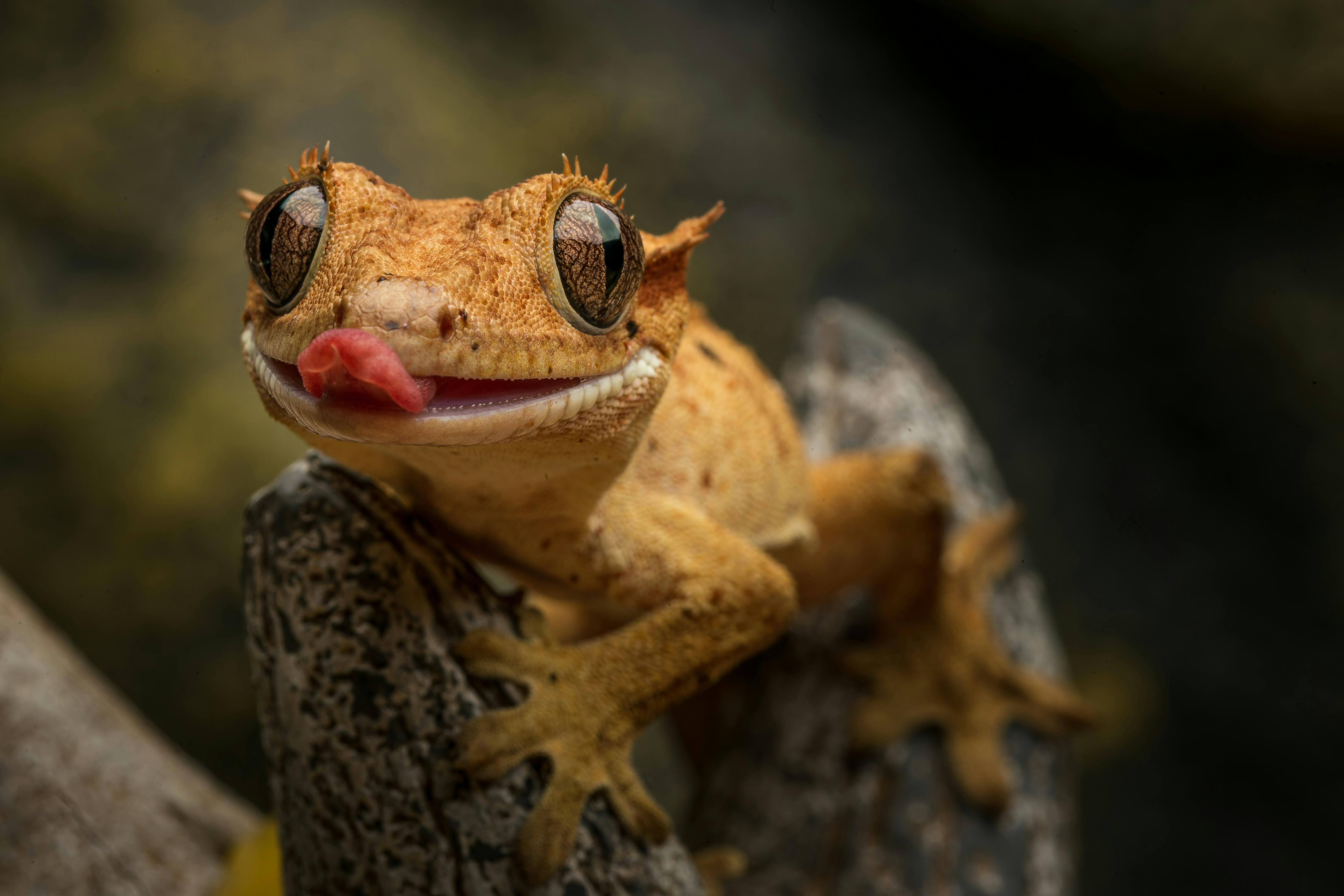 Gecko Crestado Dalmatian Red